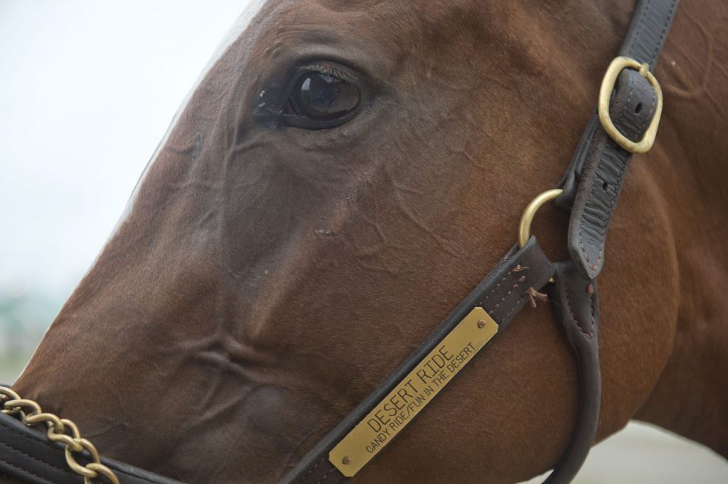 Queen's Plate notes for Sunday, June 23, 2019