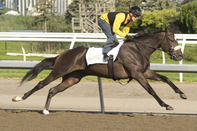 El Cohete training at Woodbine (Michael Burns Photo)