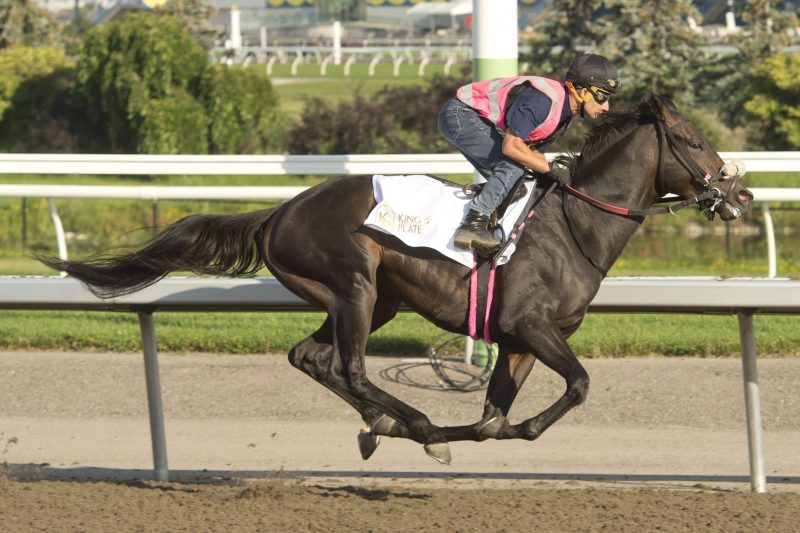 Stanley House training at Woodbine (Michael Burns Photo)