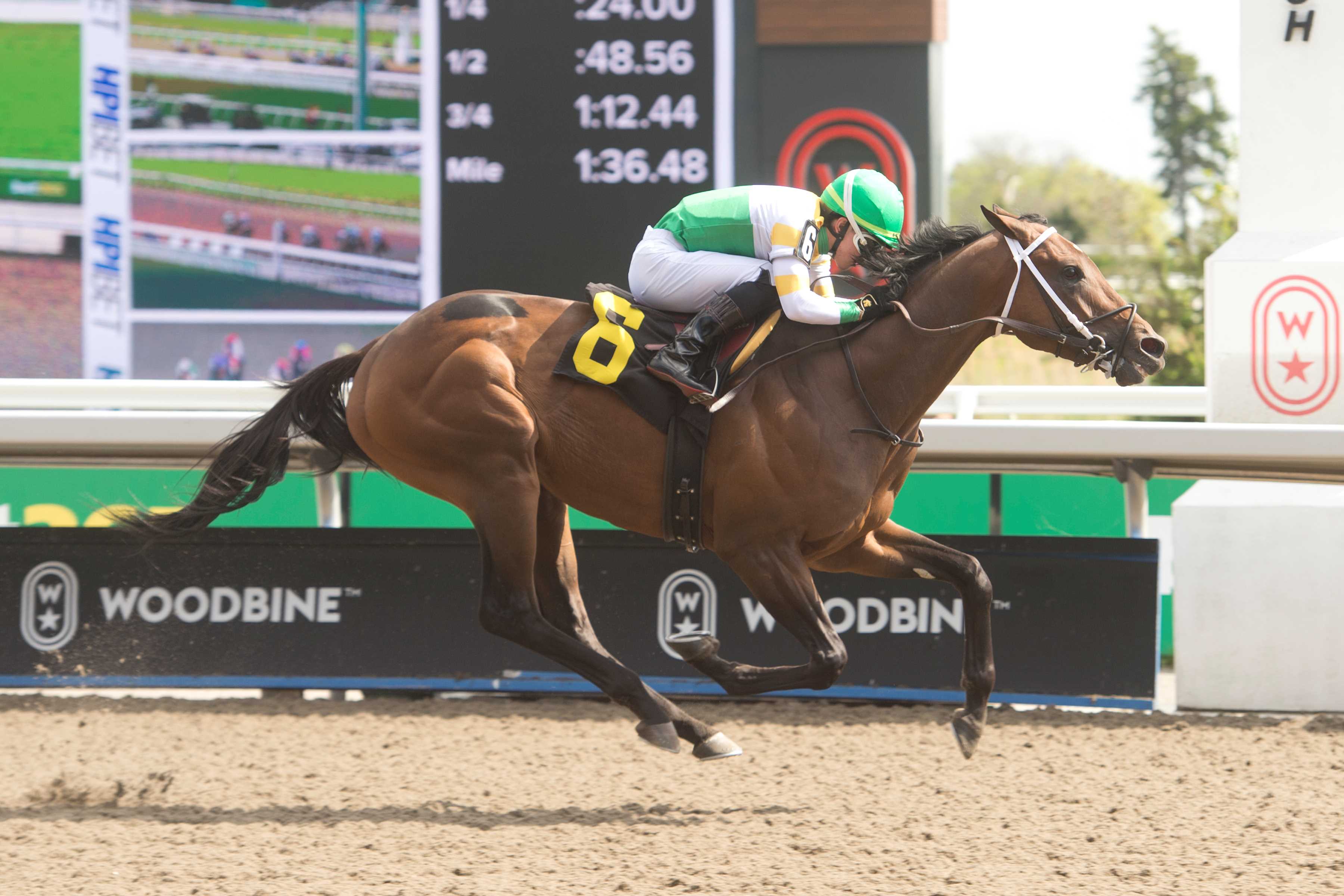 Piper's Factor and jockey Kazushi Kimura winning Race 6 on May 12, 2024 (Michael Burns Photo)