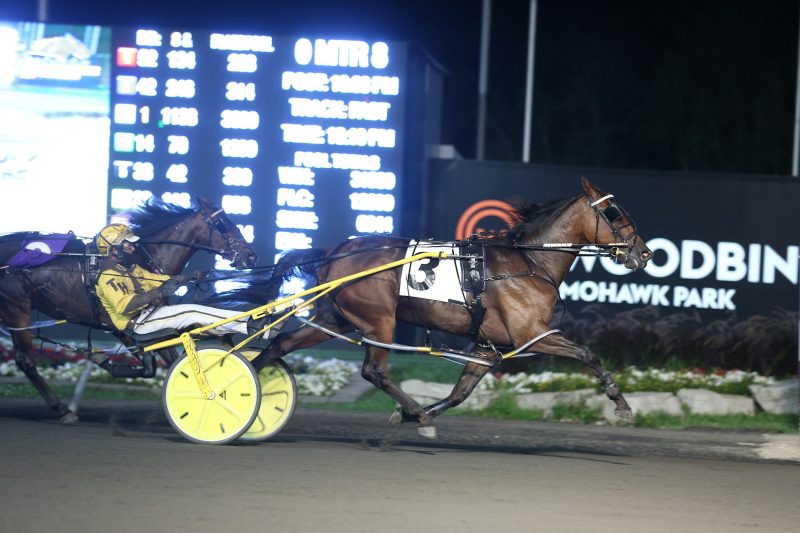 Desperate Man winning an OSS Gold in August 2020 at Woodbine Mohawk Park. (New Image Media)