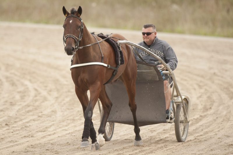 Woodbine Mohawk Park announcer, Ken Middleton, jogs his Metro Pace trainee, Bob Loblaw, in preparation for the event final on September 25th. (Michael Burns Photo) 