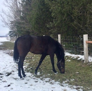 So Much More enjoying life on the farm. (Supplied)
