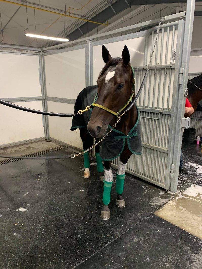 Fourever Boy will be making his second appearance at Woodbine Mohawk Park this Saturday. 