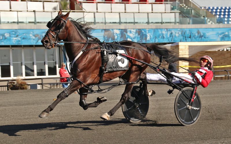 Bulldog Hanover and driver Dexter Dunn this morning at Woodbine Mohawk Park (Chris Tully Photo)