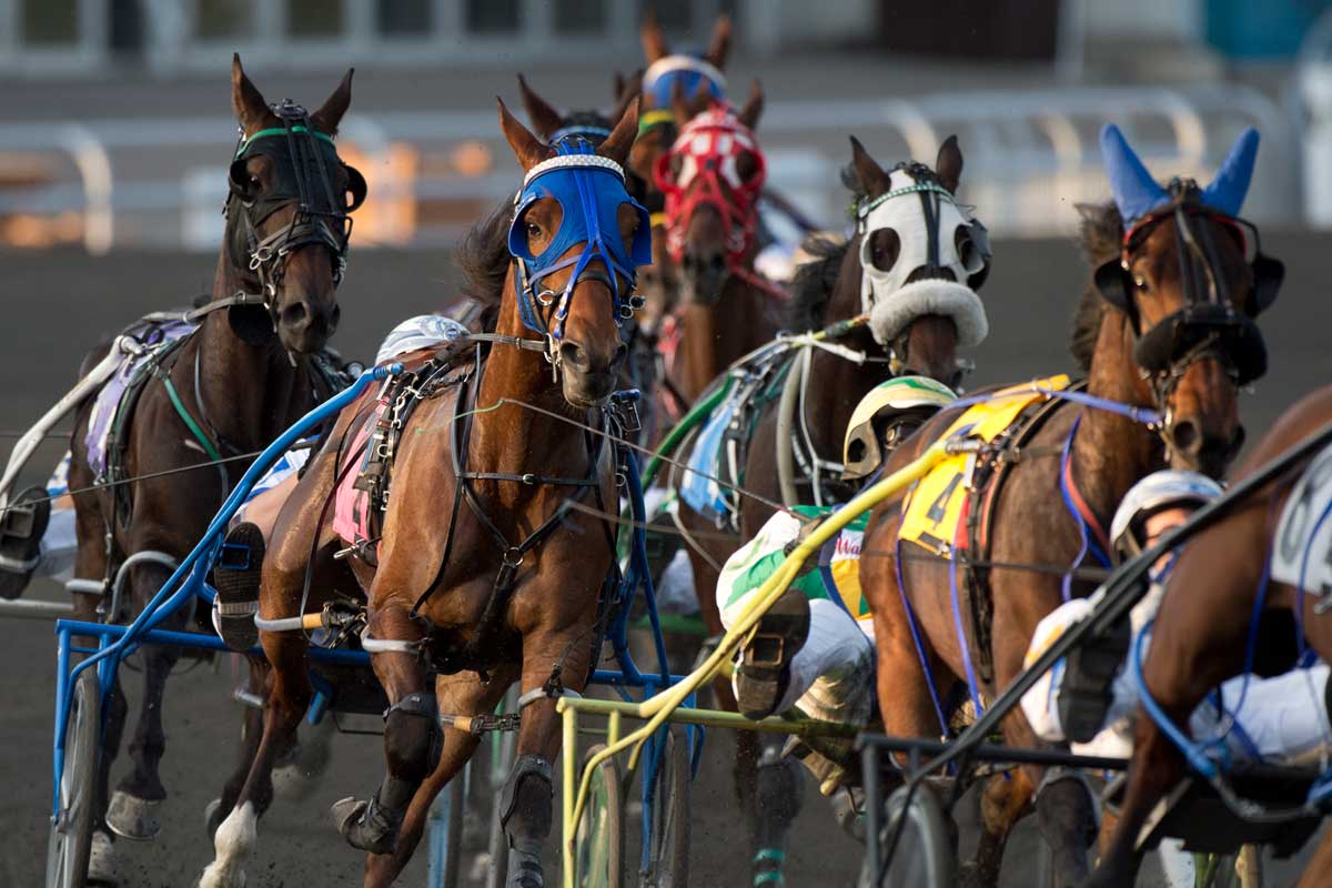 Horses at the Mero Pace at Woodbine Mohawk Park