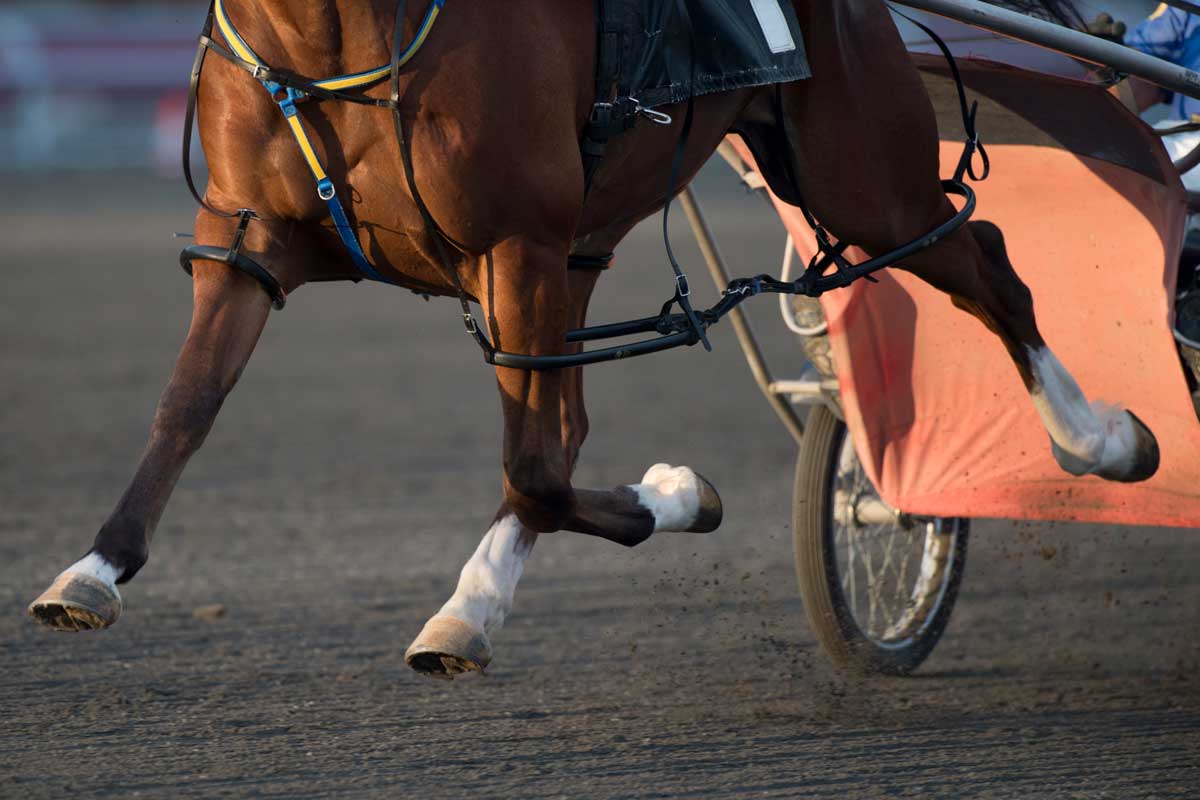 At the Metro Pace at Woodbine Mohawk Park