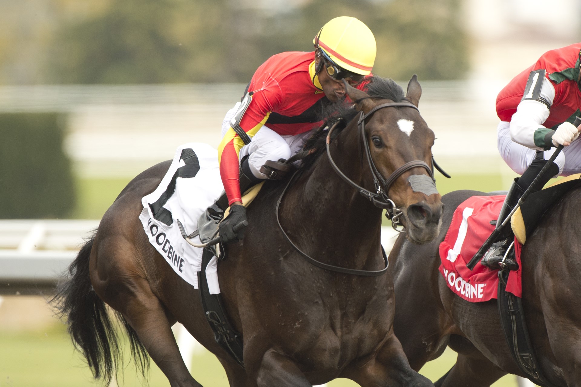 Midnight Mascot and Patrick Husbands winning Sunday's Woodstock Stakes. (Michael Burns Photo)