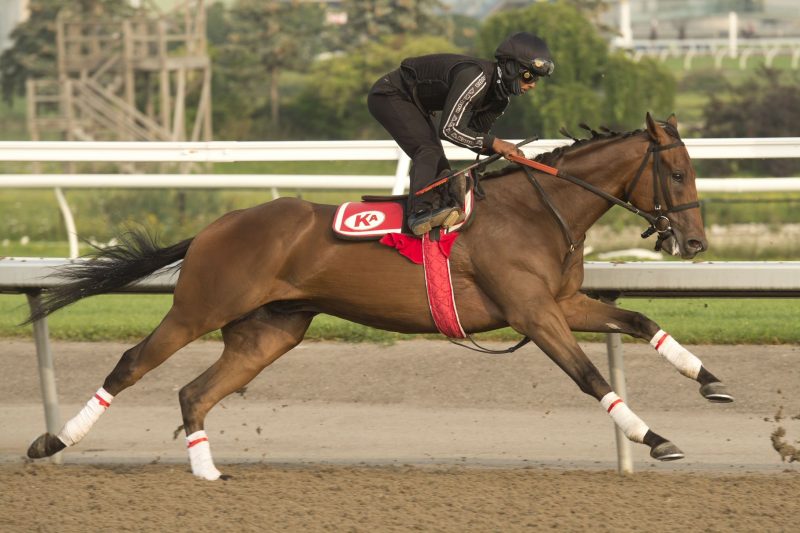 Haddassah is one of five horses on track to race in this year's Queen's Plate for trainer Kevin Attard.