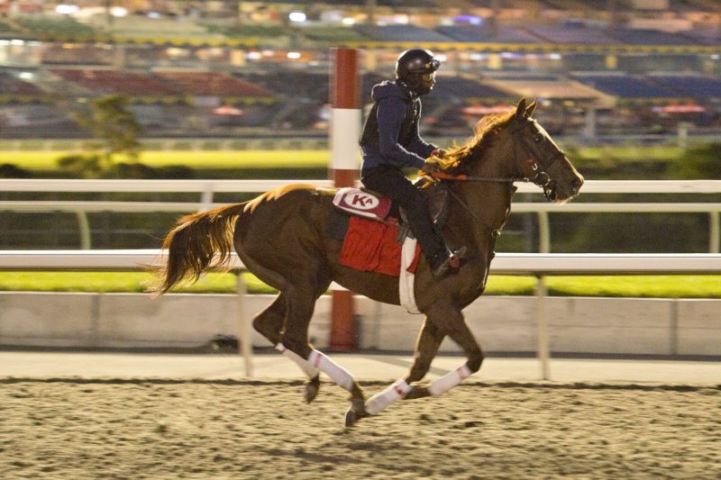 Woodbine Oaks champion Munnyfor Ro is heading to the Queen's Plate.