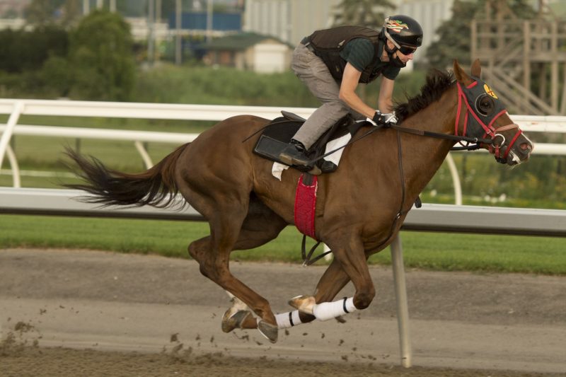 Riptide Rock will look to give trainer Sid Attard his first Queen's Plate victory.